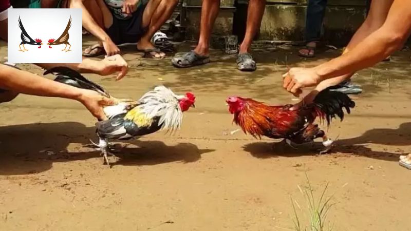 Nguyên nhân đá gà trực tiếp Thomo được nhiều người ưa chuộng