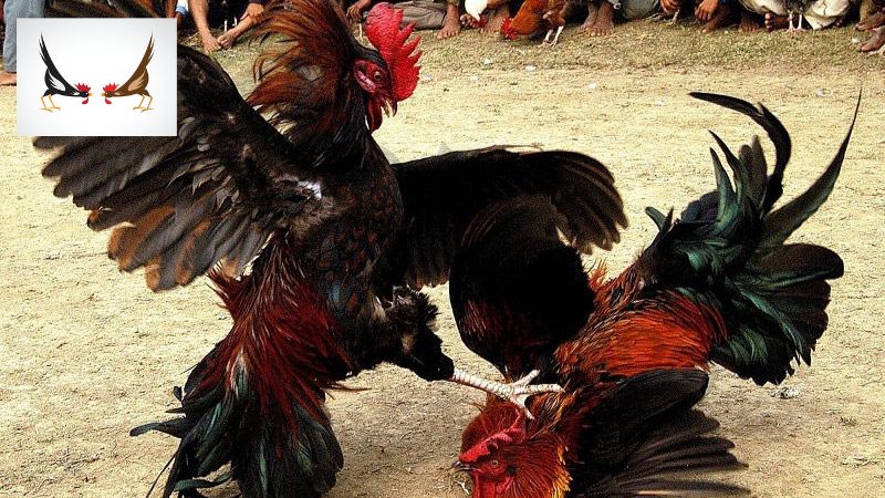 Các phương pháp đánh kèo đá gà trực tiếp Thomo bất bại
