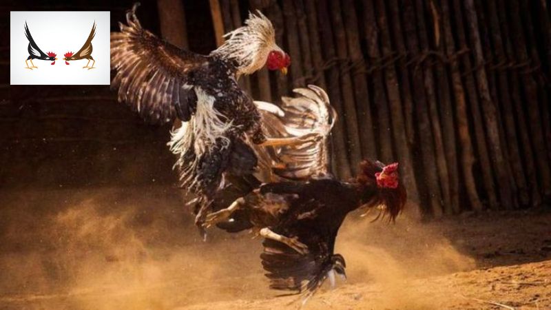 Những quy định chung tại đá gà trực tiếp Thomo